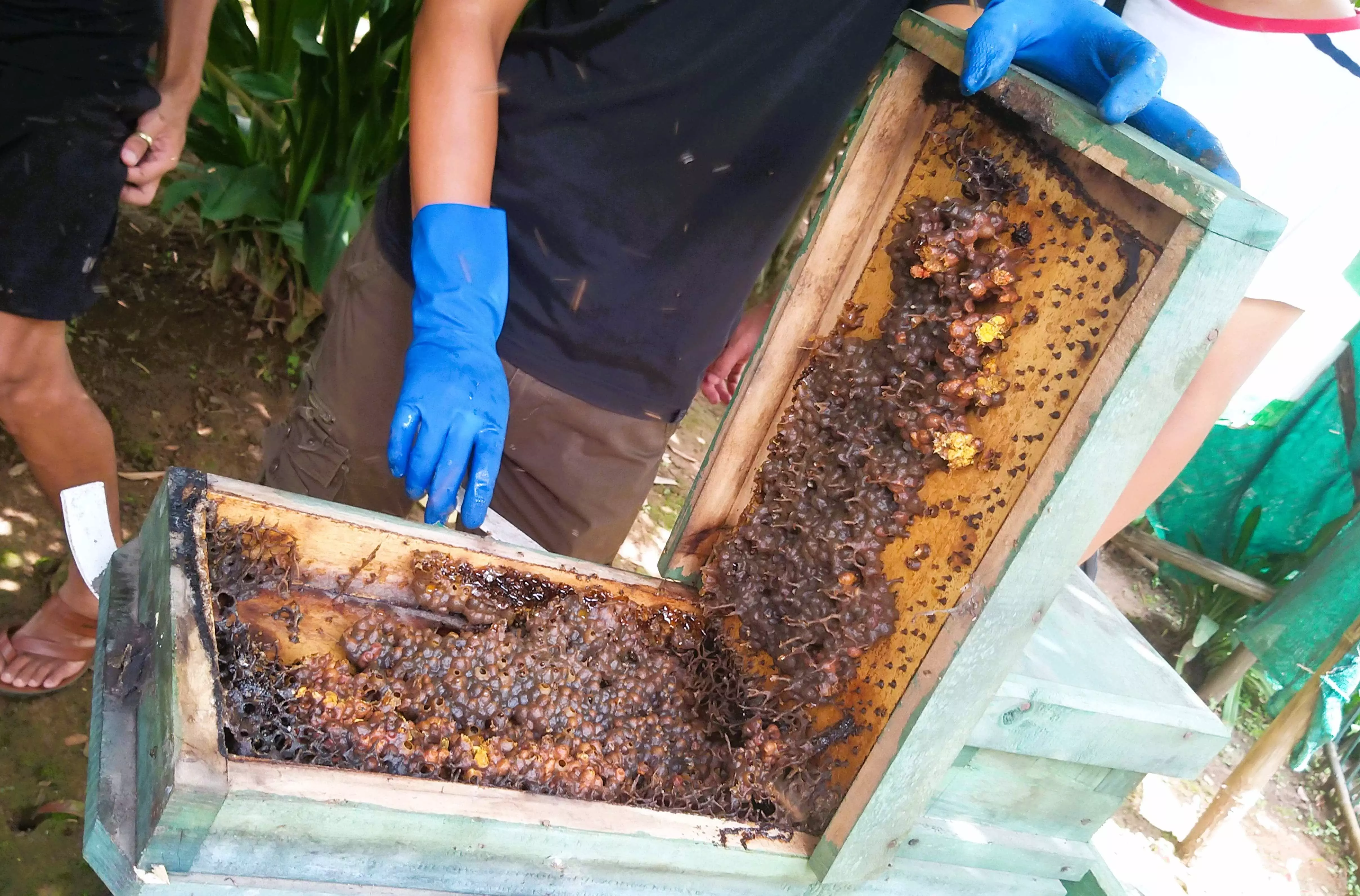 Nagaland University researchers identify stingless Bee species Nagaland University researchers identify stingless Bee species