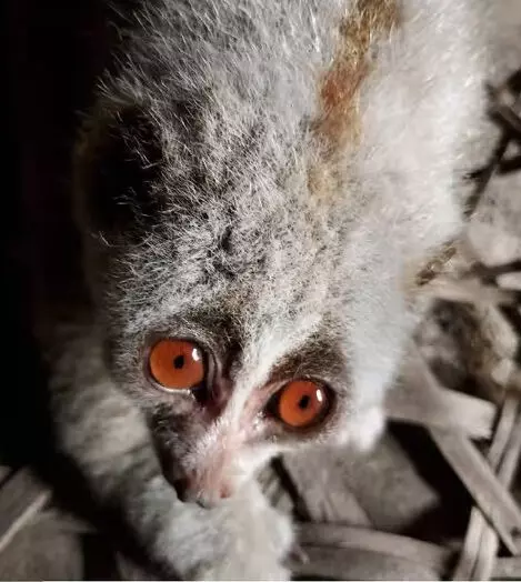 Endangered Slow Loris Rescued in Ledo