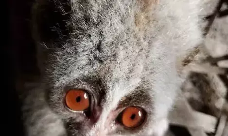 Endangered Slow Loris Rescued in Ledo Endangered Slow Loris Rescued in Ledo