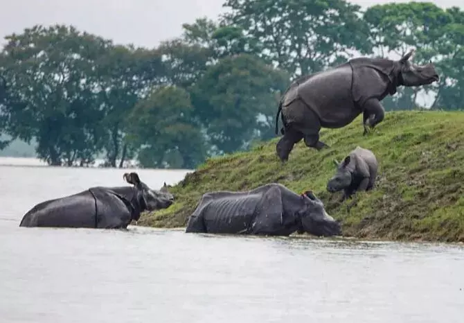 159 wild animals die in Kaziranga in worst floods 159 wild animals die in Kaziranga in worst floods