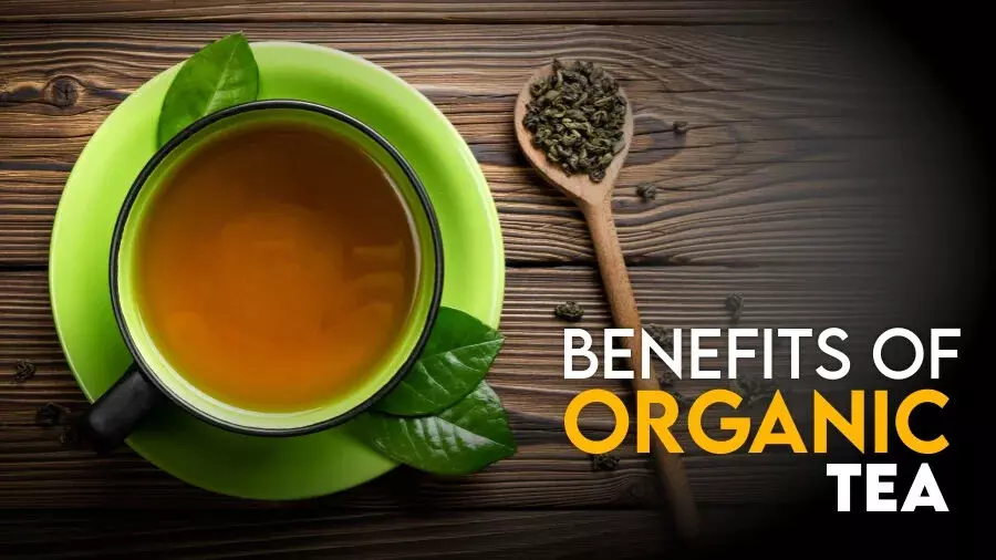 Potential of Organic Tea in Assam Potential of Organic Tea in Assam