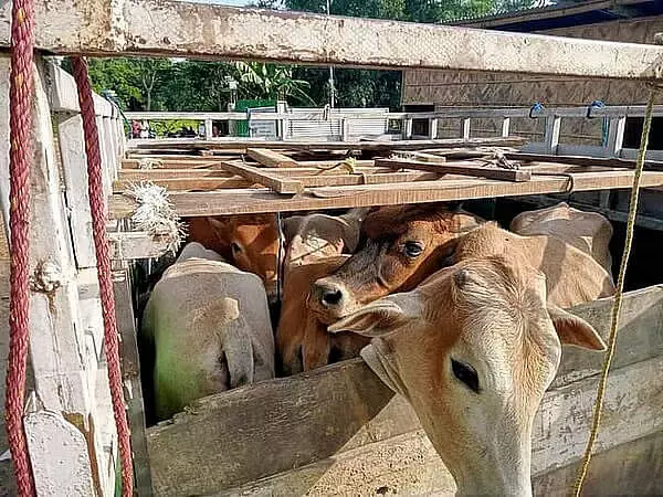 Salakati Police Foil Cattle Theft Attempt, Recover Stolen Cows Salakati Police Foil Cattle Theft Attempt, Recover Stolen Cows