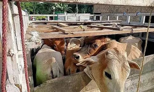 Salakati Police Foil Cattle Theft Attempt, Recover Stolen Cows Salakati Police Foil Cattle Theft Attempt, Recover Stolen Cows