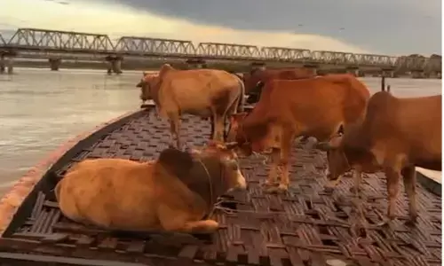 Golakganj police foil riverine cow smuggling attempt